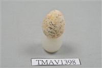 藏品(白頰山雀卵)的圖片